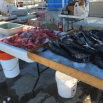 thornyhead-black-cod